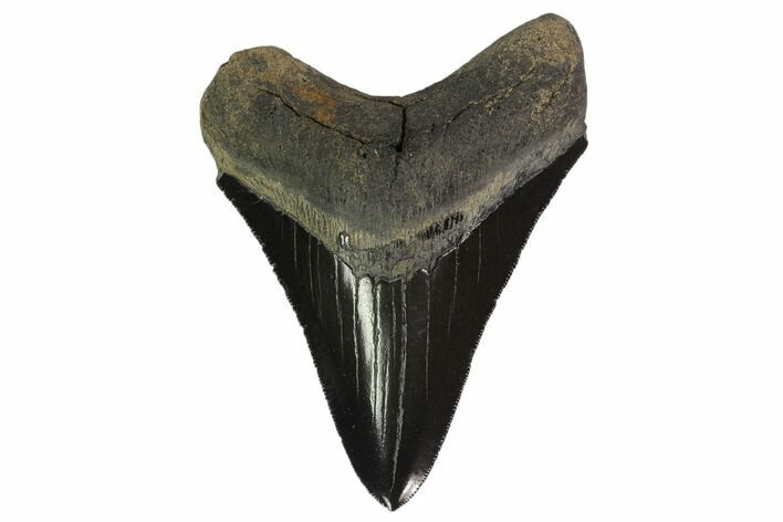 Serrated, Fossil Megalodon Tooth - Georgia #135923